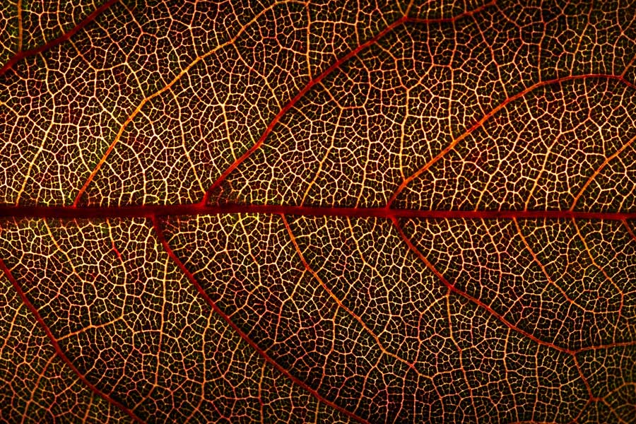 TRANSPARENT LEAF NUMBER 1 Photoblog
