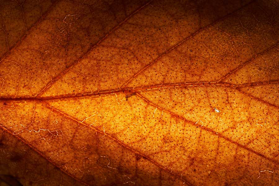 TRANSPARENT LEAF NUMBER 3 Photoblog