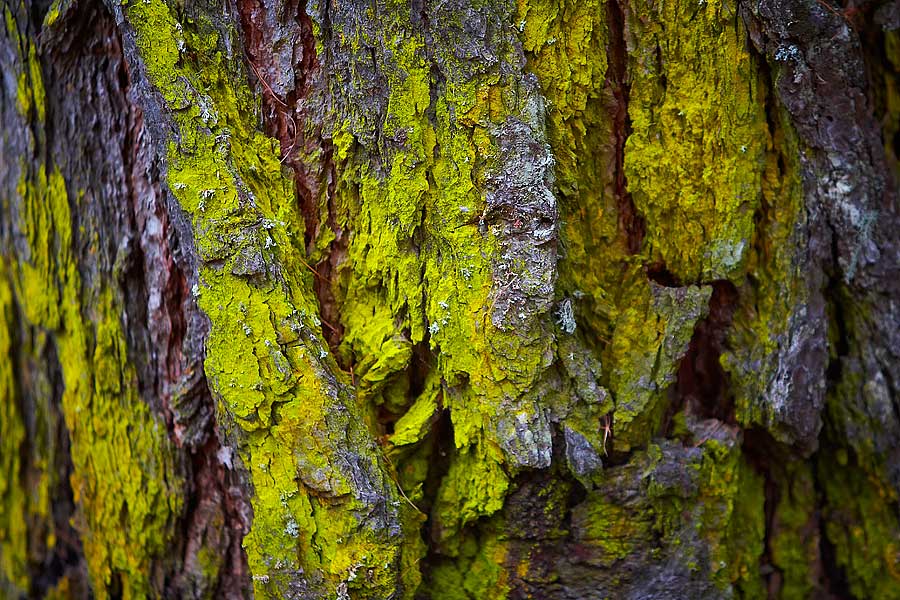 GREEN BARK Photoblog