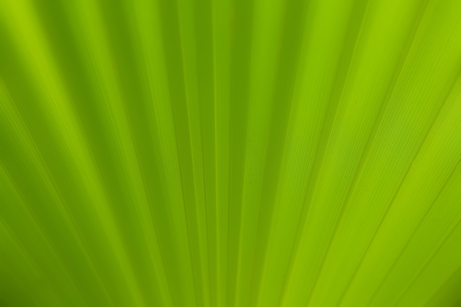 JUST ANOTHER LEAF... Photoblog