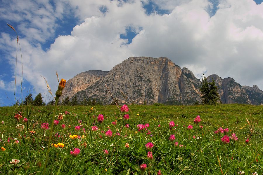 A MOUNTAIN...AND SOME FLOWERS Photoblog