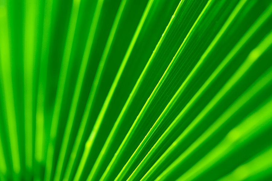 GREEN LEAF Photoblog