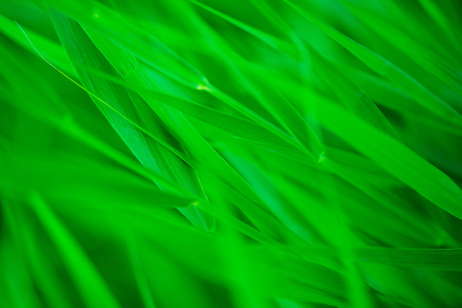 GREEN GRASS Photoblog