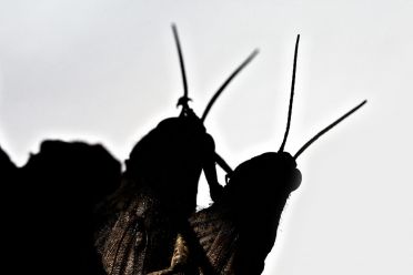 GRASSHOPPERS IN LOVE
