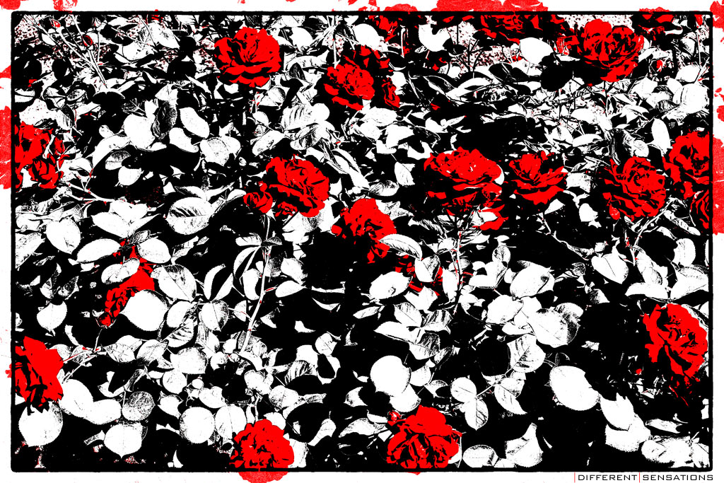 RED ROSES ON THE STREET Photoblog