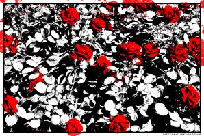 RED ROSES ON THE STREET
