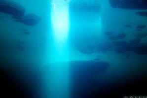 UNDER ICE