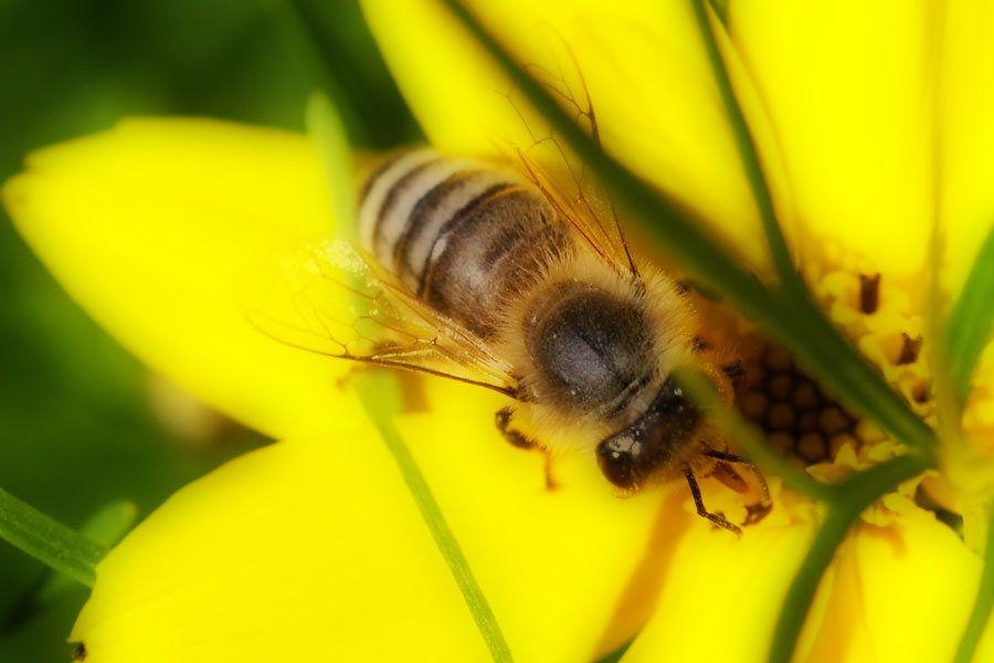 THE BEE Photoblog
