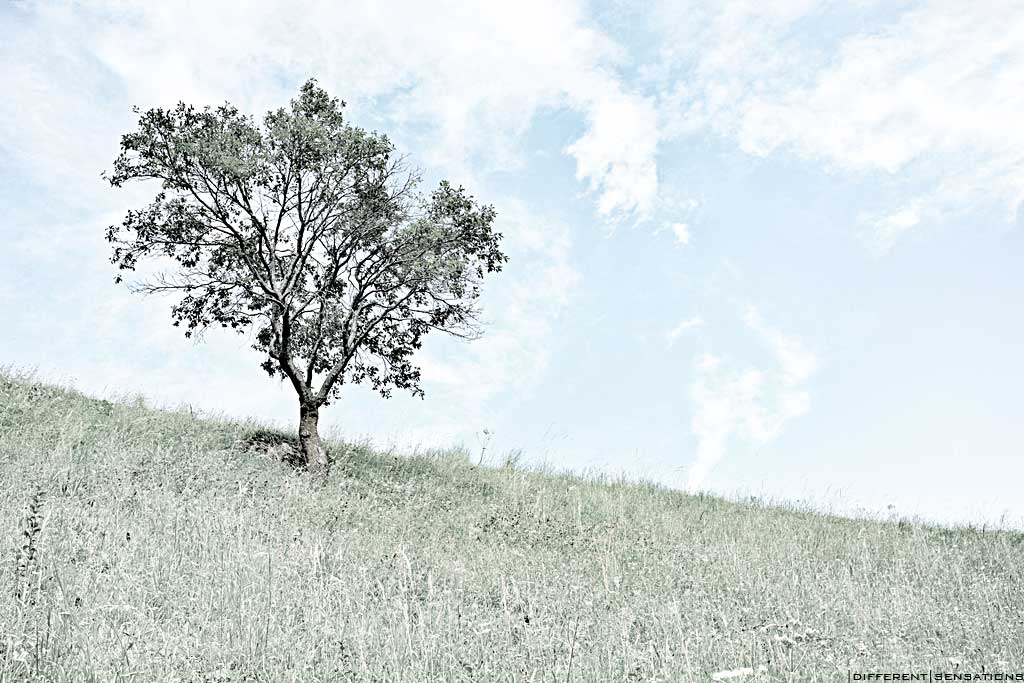 THE TREE Photoblog