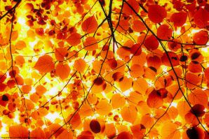 BRIGHT AUTUMN