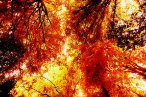 THE BURNING AUTUMN
