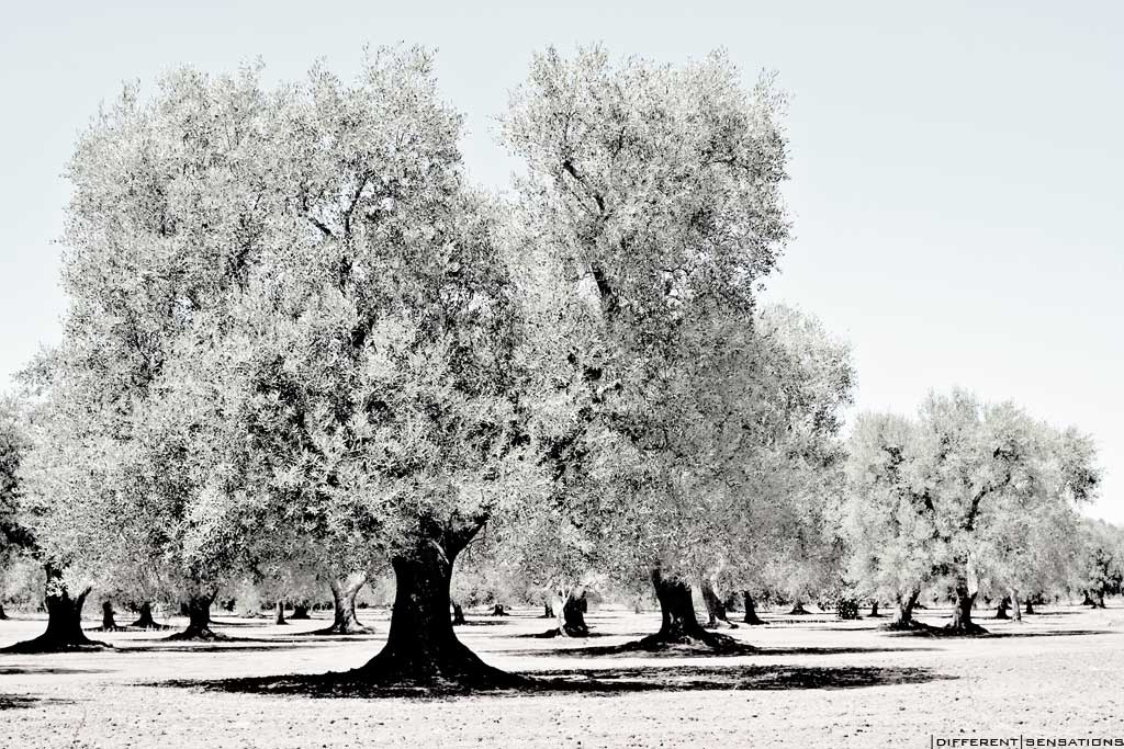 OLIVE TREE Photoblog