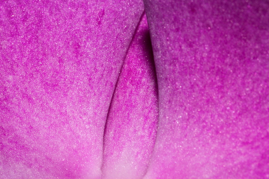 VIOLET MACRO VISION Photoblog