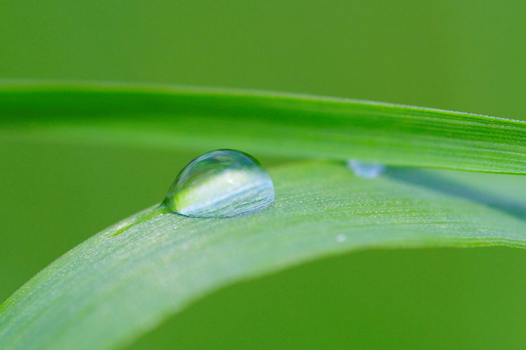 SOFT RAIN DROP Photoblog