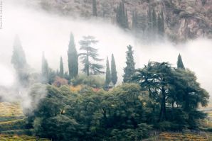 La nebbia