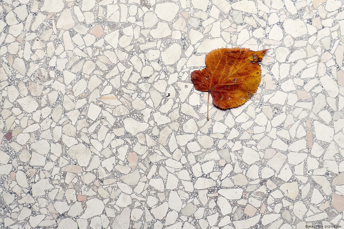 Autunno su pavimento veneziano Photoblog