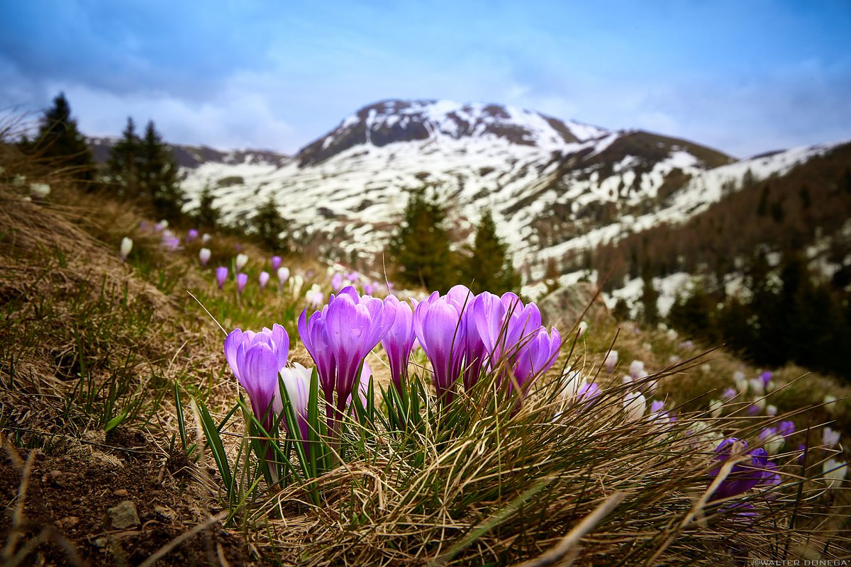 Benvenuta primavera Photoblog