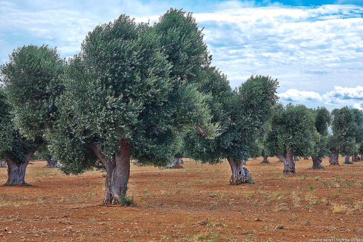 Salento: i colori della terra Photoblog