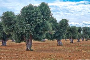 Salento: i colori della terra
