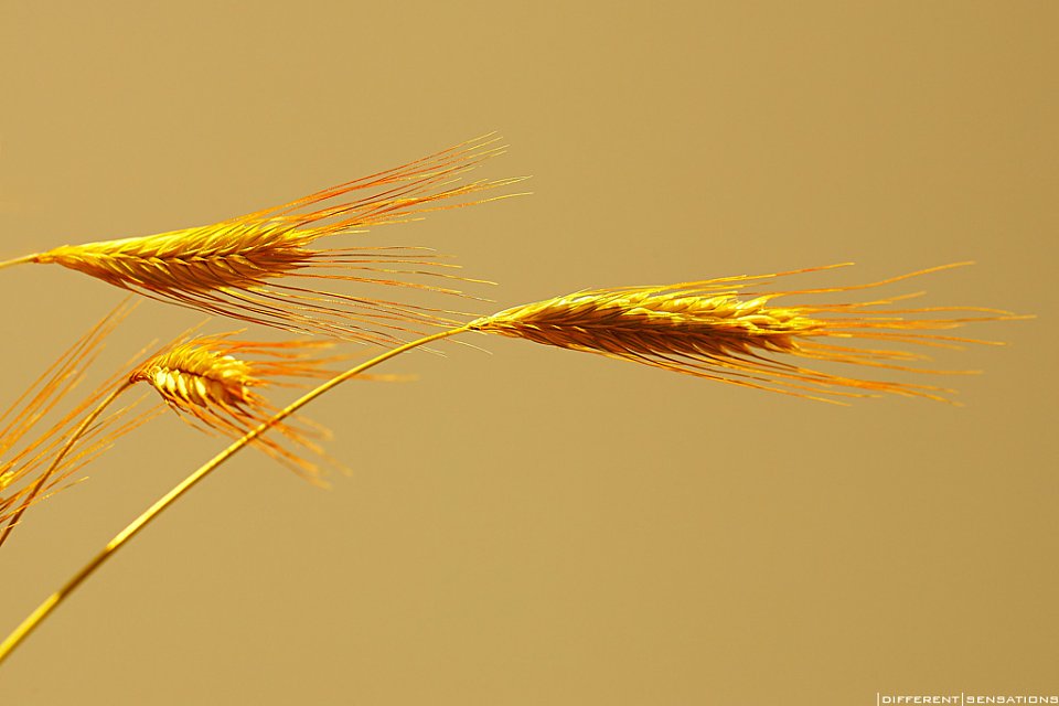 LE SPIGHE D'ORO Serie tre