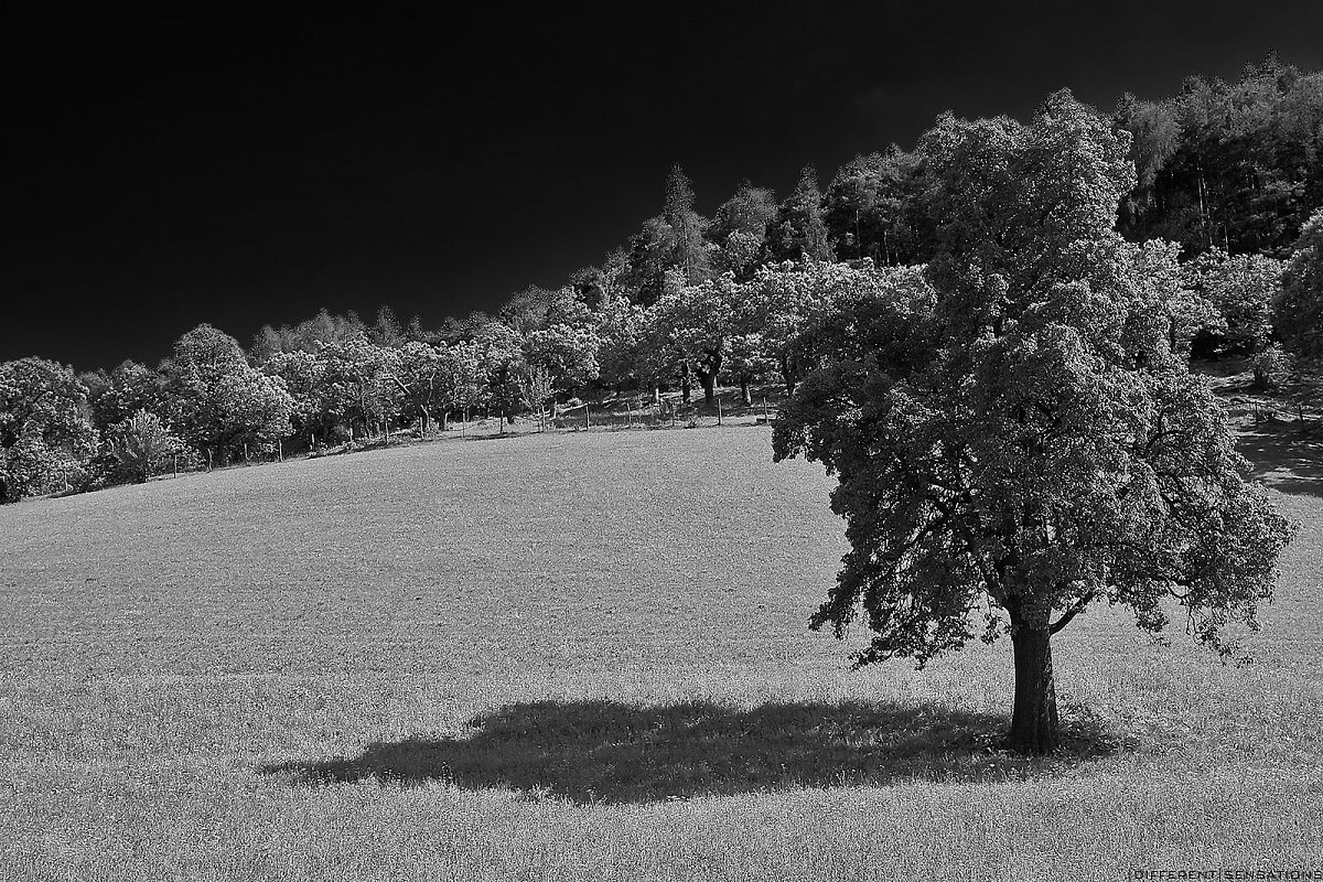 L'OMBRA Photoblog