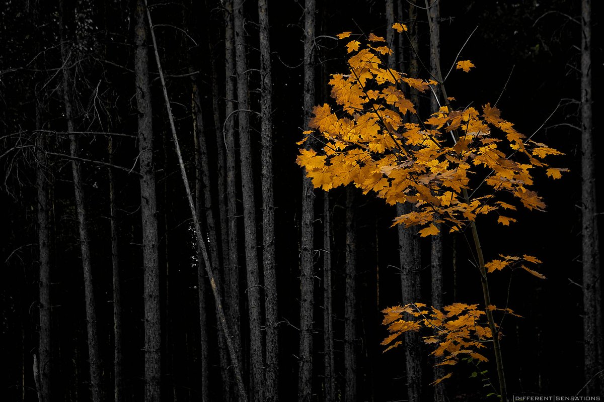 SELVA OSCURA Photoblog