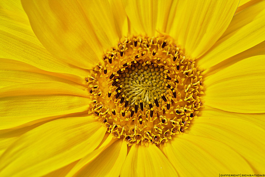 SIMPLY YELLOW Photoblog