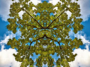 Gli alberi di Rorschach
