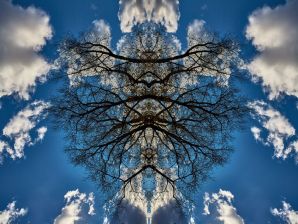Gli alberi di Rorschach