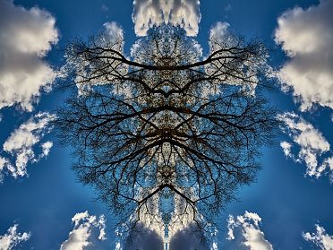 Gli alberi di Rorschach