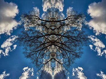 Gli alberi di Rorschach