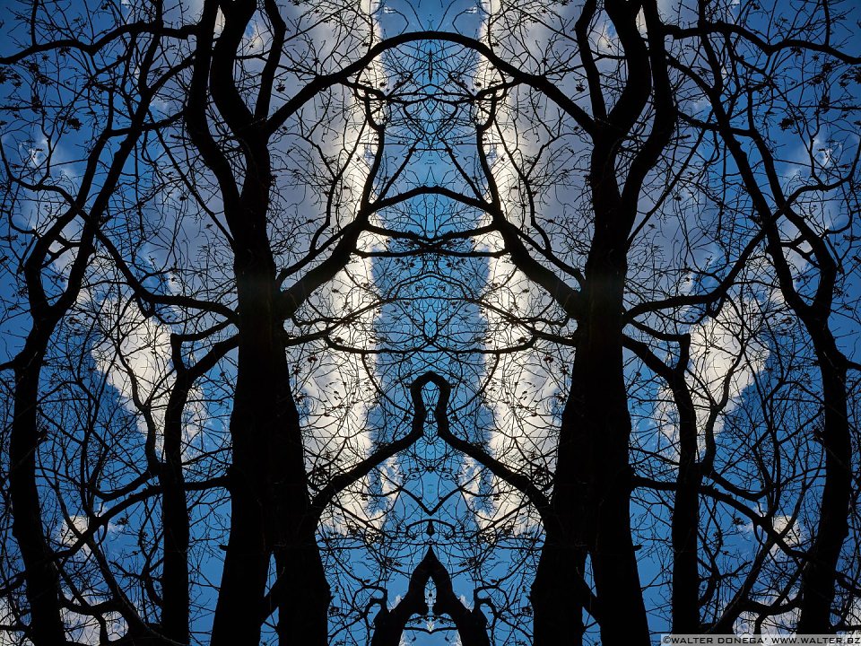 Il buono, il brutto e il cattivo Gli alberi di Rorschach