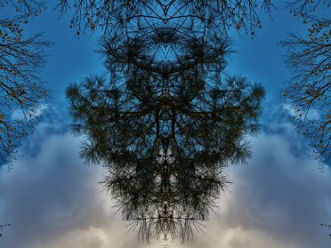 Gli alberi di Rorschach