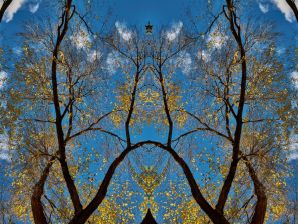 Gli alberi di Rorschach