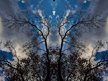 Gli alberi di Rorschach