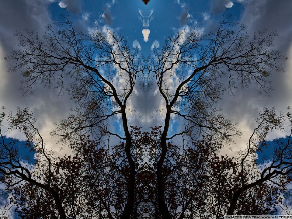 Maleficient Gli alberi di Rorschach