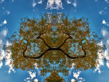 Gli alberi di Rorschach