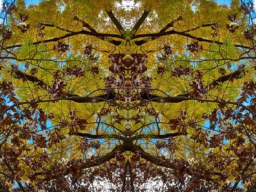 Gli alberi di Rorschach